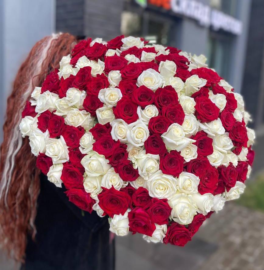 Букет "151 красная и белая розы 50/60 см под ленту"